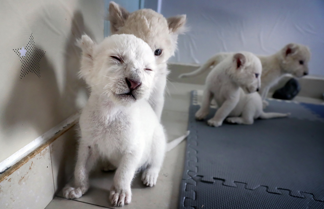 В парке дикой природы в китайском Наньтуне показали четырех редких белых львят, появившихся на свет 6 ноября
