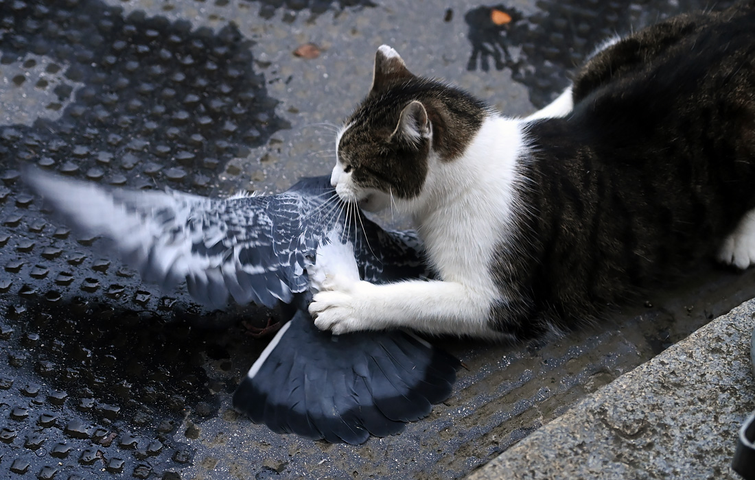 Ларри, кот с Даунинг-стрит, напал на голубя на глазах у толпы журналистов. Несмотря на ловкость маленького хищника, птице удалось вырваться и улететь.