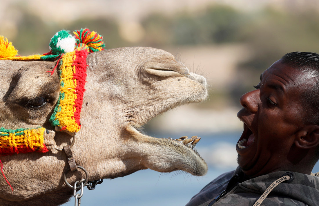 Житель нубийской деревни на юге Египта играет с верблюдом