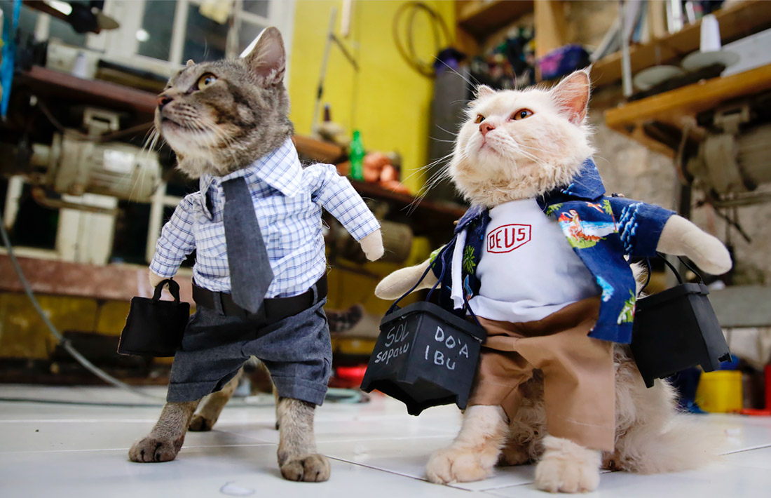 Индонезийский портной создает косплей-наряды для кошек