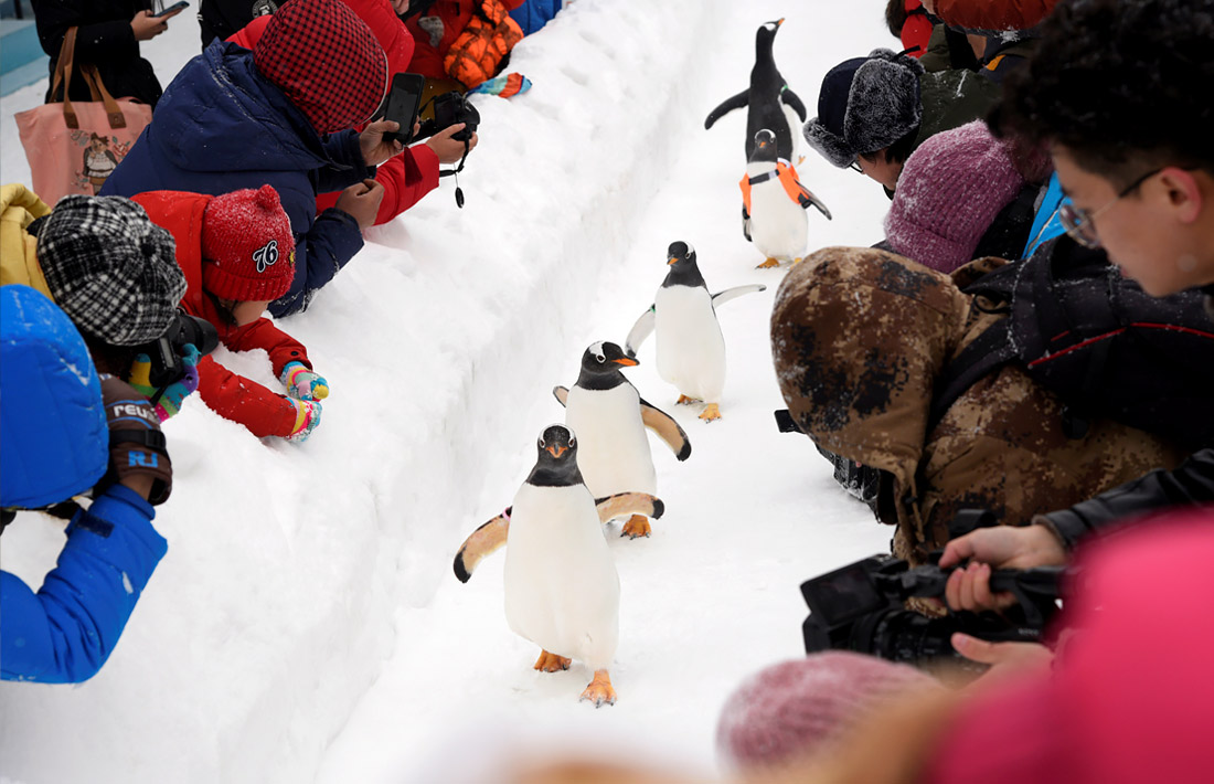 Пингвины на фестивале ледяных и снежных скульптур в Харбине, Китай