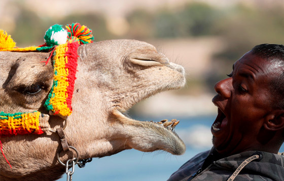 Самые странные фотографии уходящего года