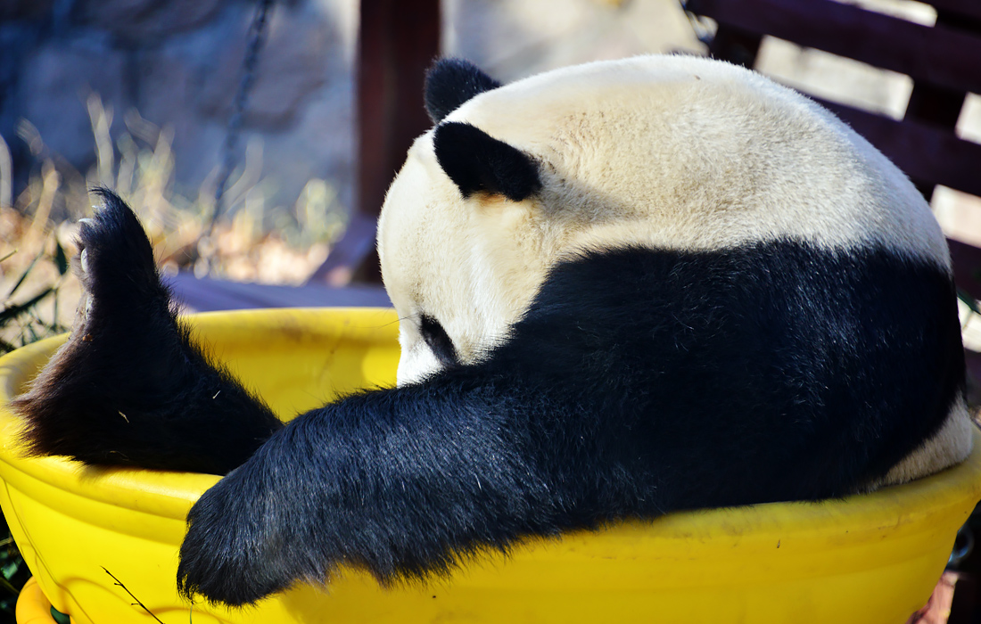 Панда забралась в гигантскую желтую чашку, чтобы вздремнуть в солнечный день в зоопарке Пекина