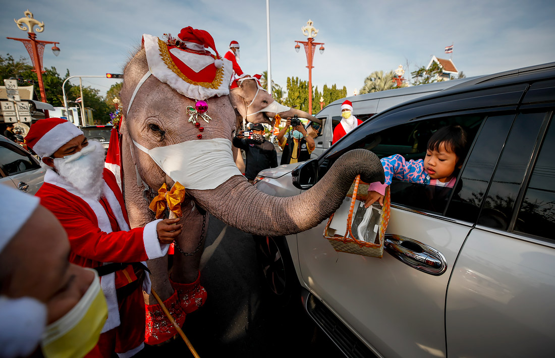 Слоны помогают раздавать защитные маски в городе Аюттхая, Таиланд