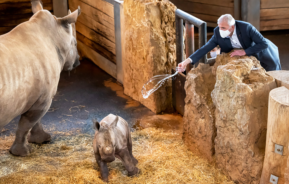 В зоопарке немецкого Эрфурта крестили детеныша носорога