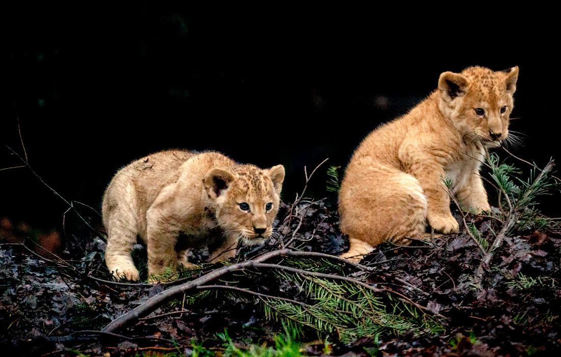 Новорожденные львята в зоопарке нидерландского Амерсфорта