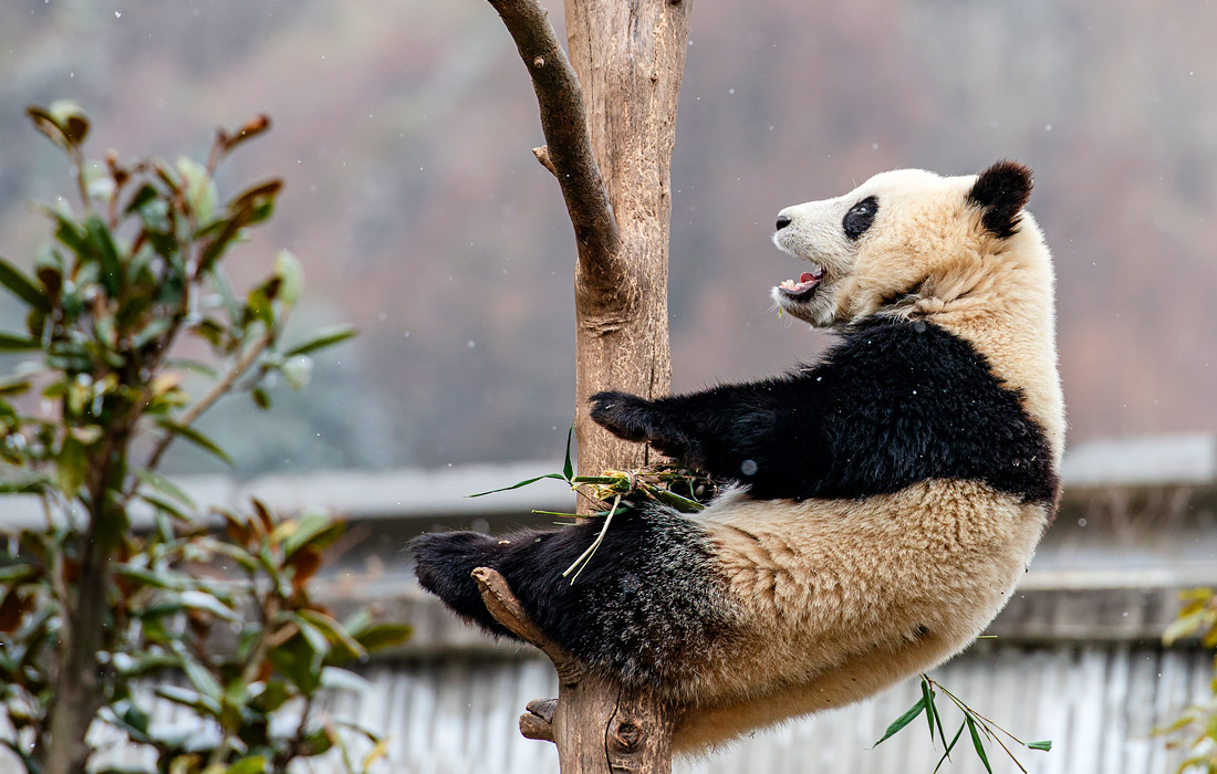 Центр изучения и разведения гигантской панды в провинции Сычуань, Китай