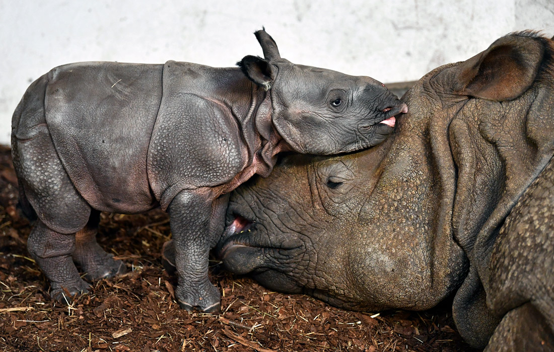 В зоопарке польского Вроцлава родился индийский носорог