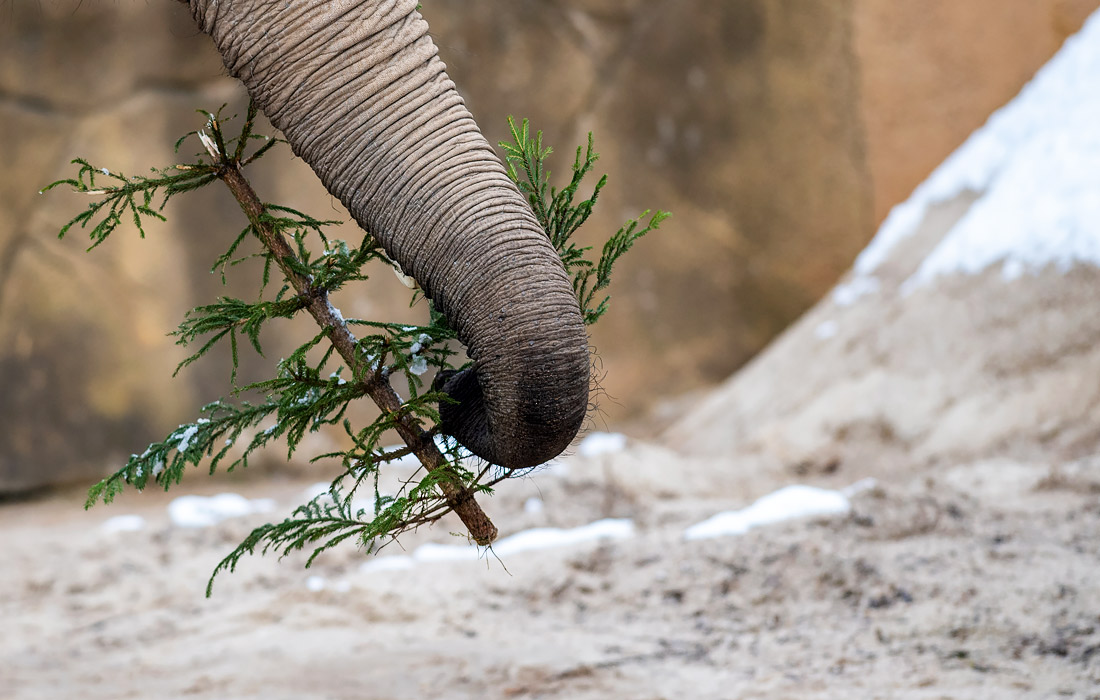 Слоны в сафари-парке чешского города Двур-Кралове-над-Лабем получили в качестве угощения нераспроданные рождественские ели