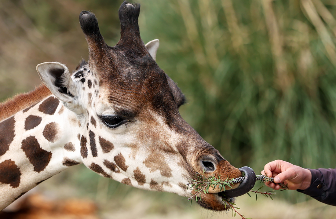 Жираф во время кормления в парке дикой природы турецкого Измира, который закрыт в рамках мер по борьбе с коронавирусом