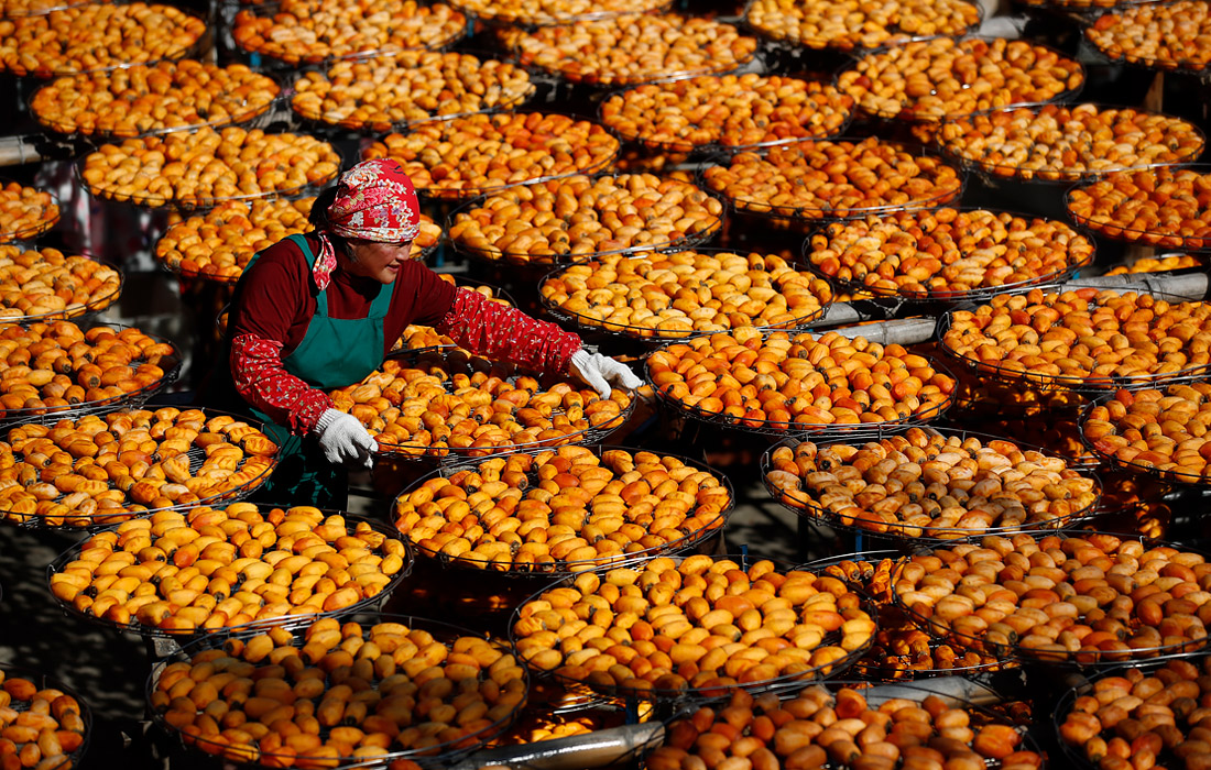 Тайваньский фермер из уезда Синьчжу сушит плоды хурмы под солнцем