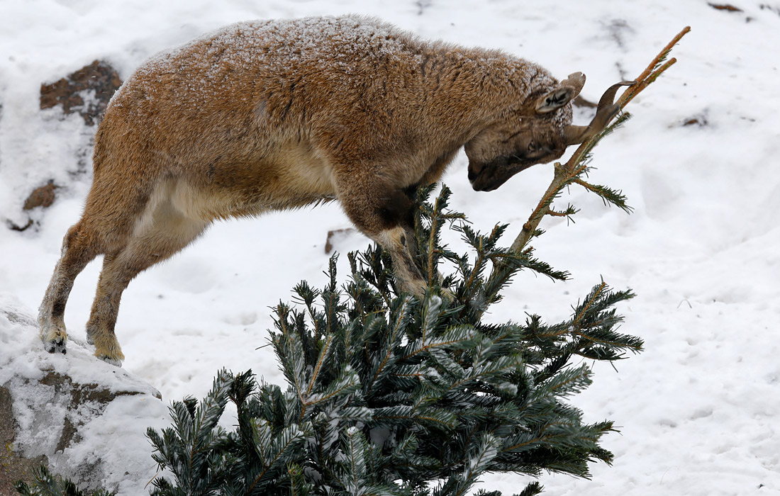 Московский зоопарк принимает новогодние елки и сосны для животных