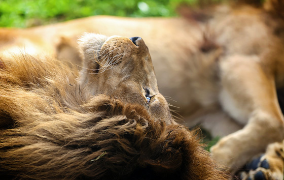 Лучшие снимки животных - 2021