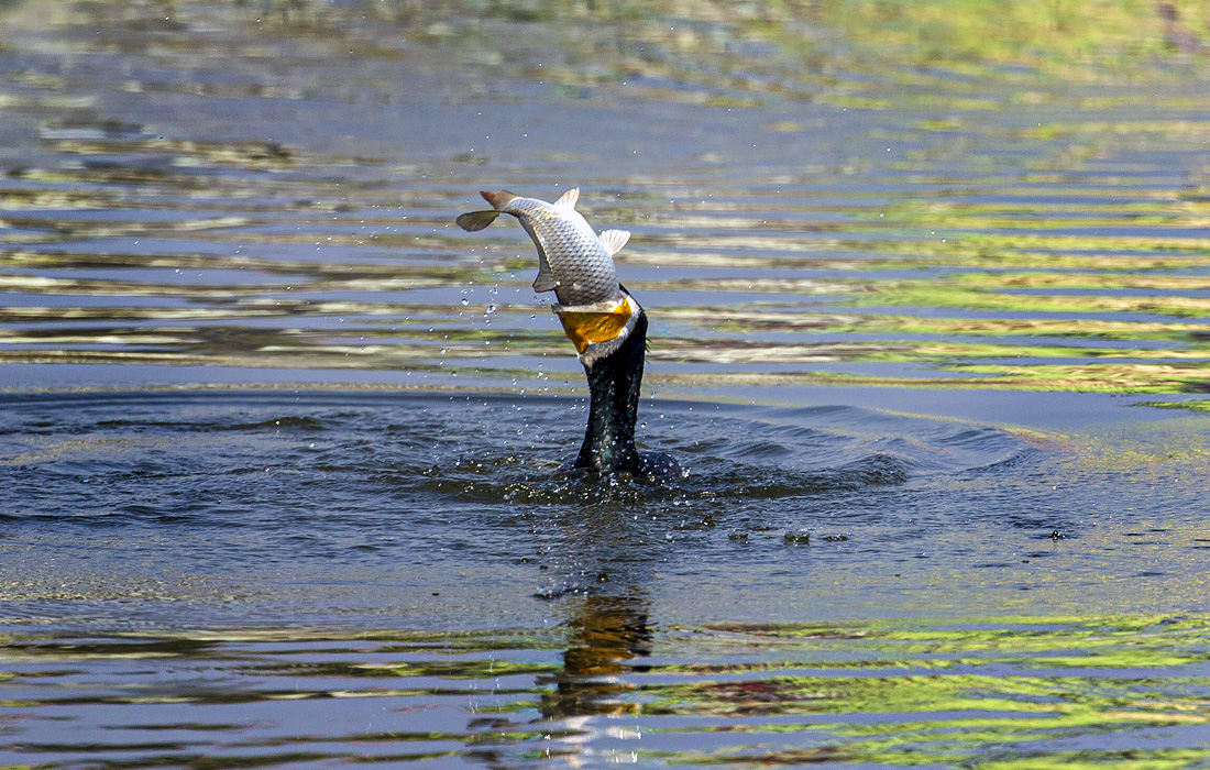 Большой баклан ловит рыбу на озере Таудаха в Катманду