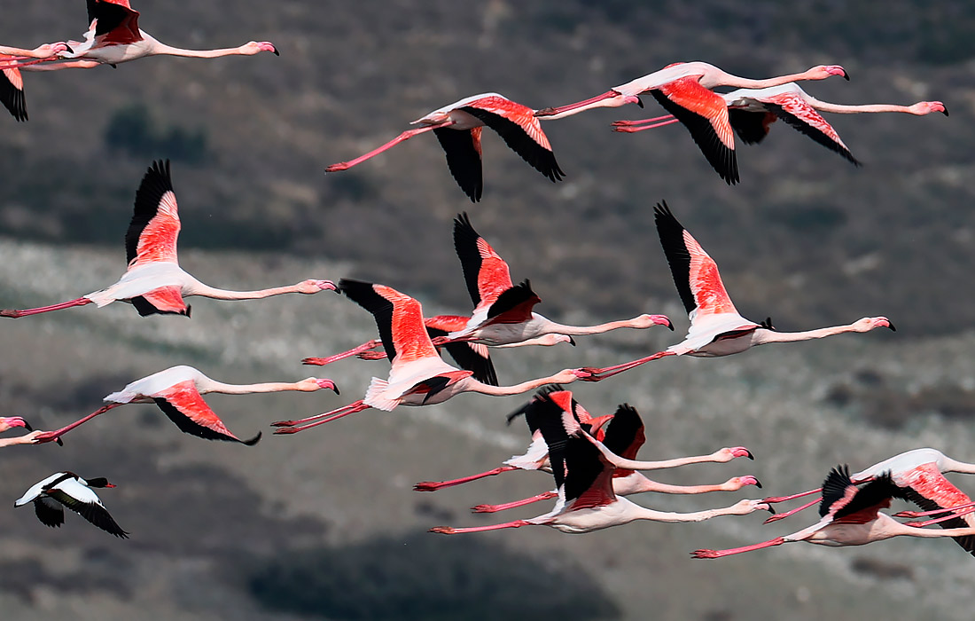 Фламинго в дельте реки Гедиз на западе Турции