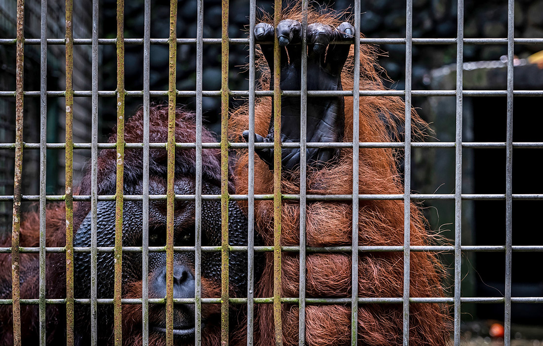 Спасательный центр дикой природы в индонезийской Джокьякарте пытается предотвратить закрытие из-за отсутствия доходов