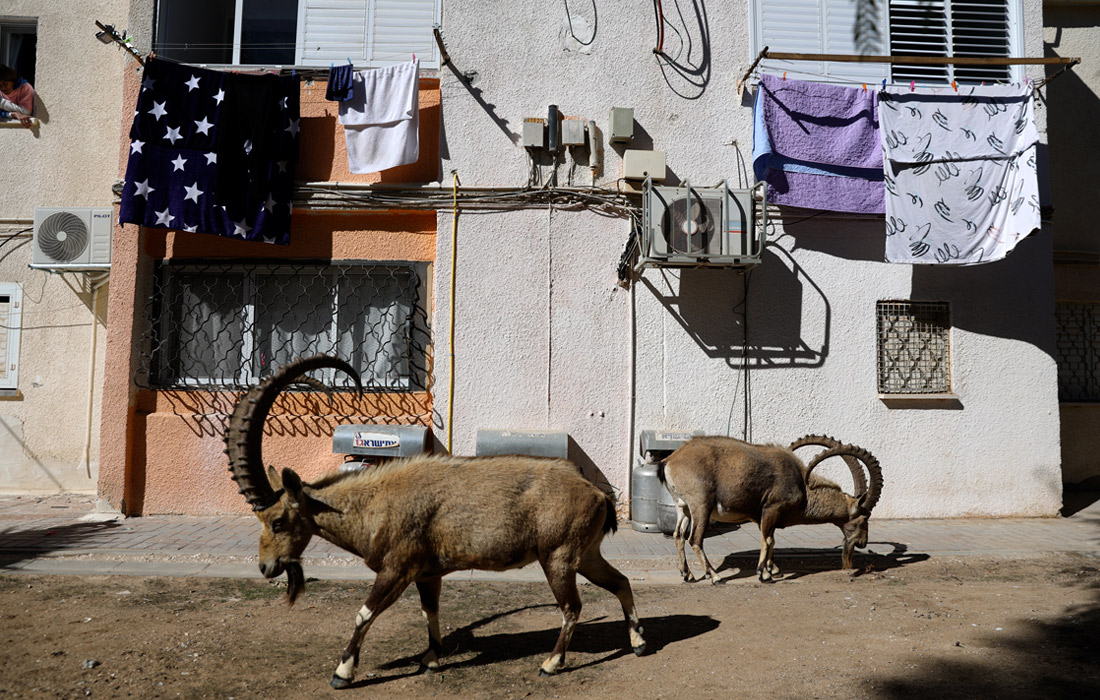 Нубийские горные козлы в израильском Мицпе-Рамоне вышли в город в период действия общенационального карантина