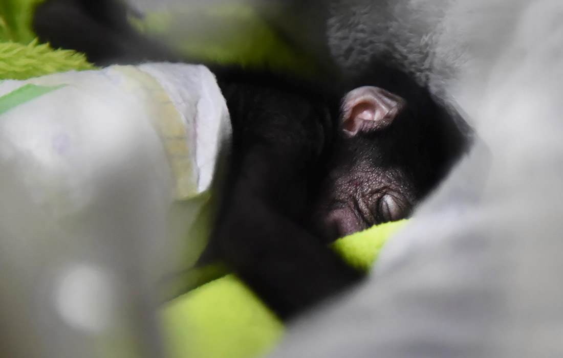 Детеныш сиаманга родился в зоопарке Хуншань, провинция Цзянсу, Китай