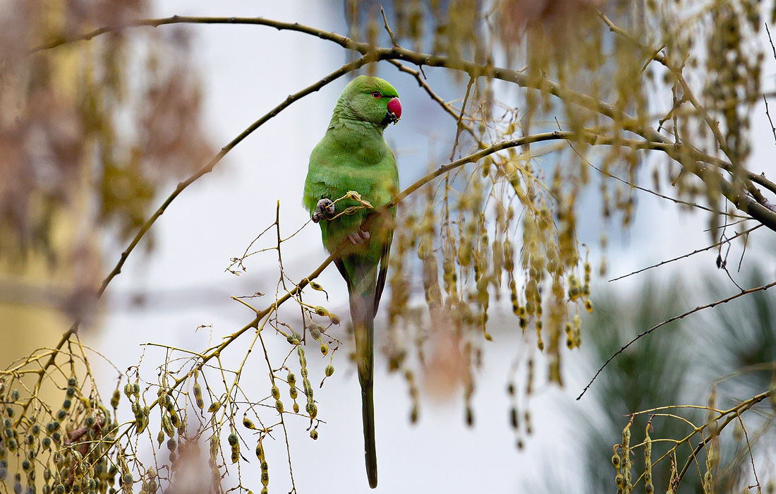Зеленый попугай в зоопарке Анкары, Турция