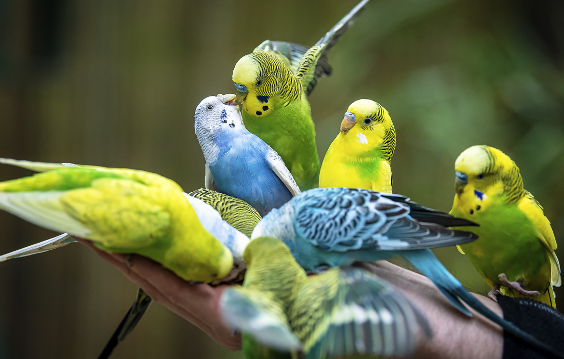 Волнистые попугаи в зоопарке в немецком Вальсроде