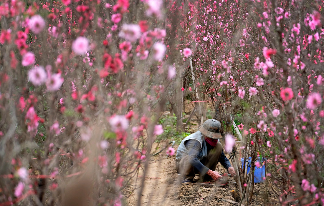 Во Вьетнаме выращивают персиковые деревья к Новому году по лунному календарю