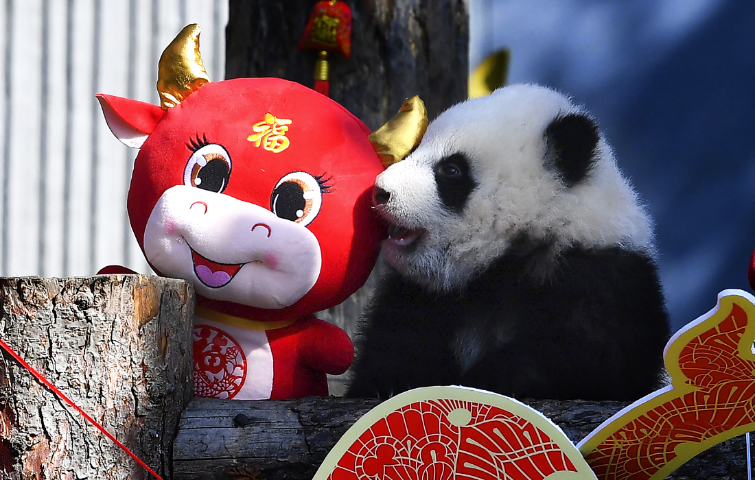Панда в заповеднике Волонг на юго-западе Китая