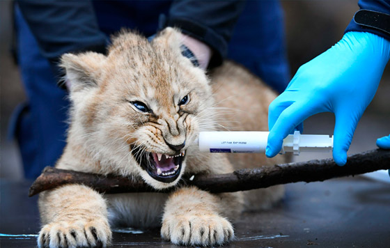 Фотохроника 4 февраля