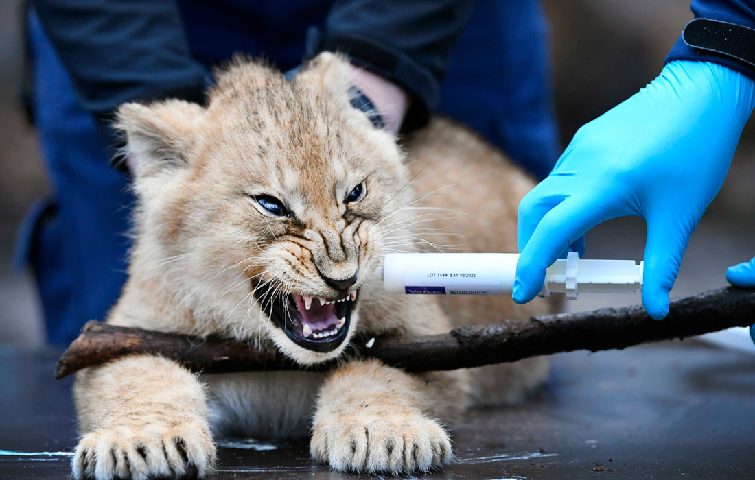 В зоопарке нидерландского города Арнем вакцинировали львят