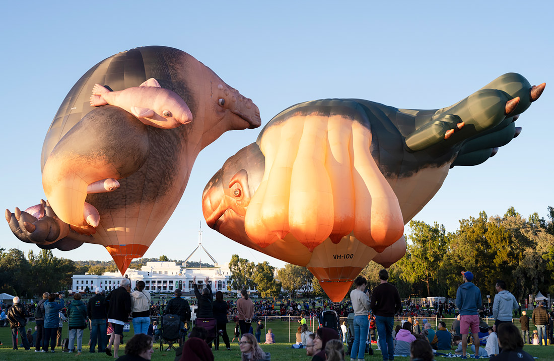 Над Канберрой запустили воздушные шары Skywhale и Skywhalepapa работы австралийского скульптора и художника Патриции Пиччинини