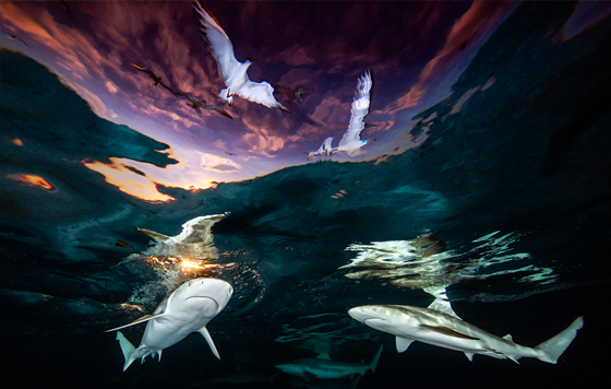 Лучшие фотографии подводного мира