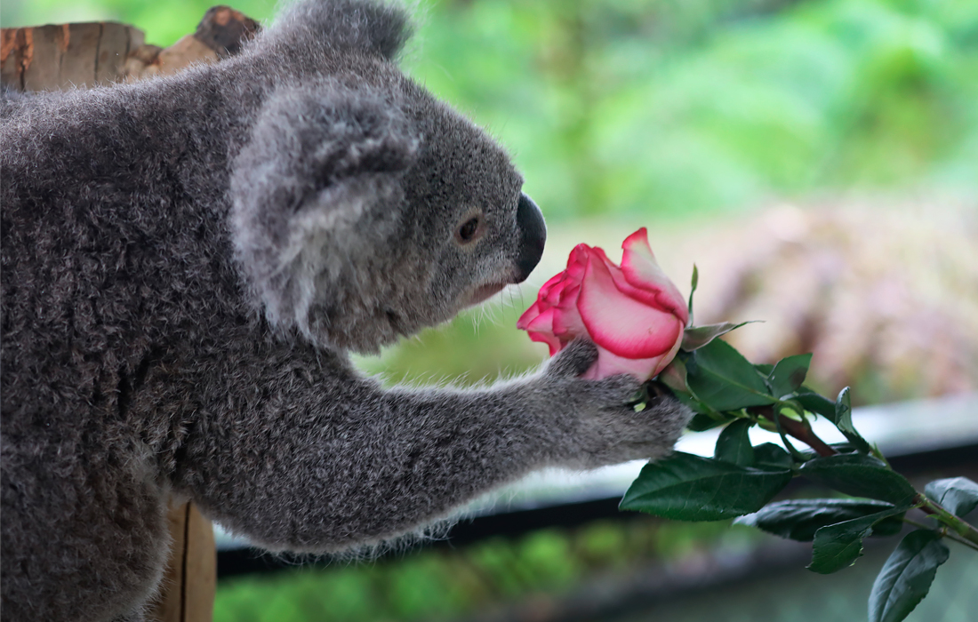 Коалам в Австралийском парке рептилий подарили цветы в преддверии Дня святого Валентина