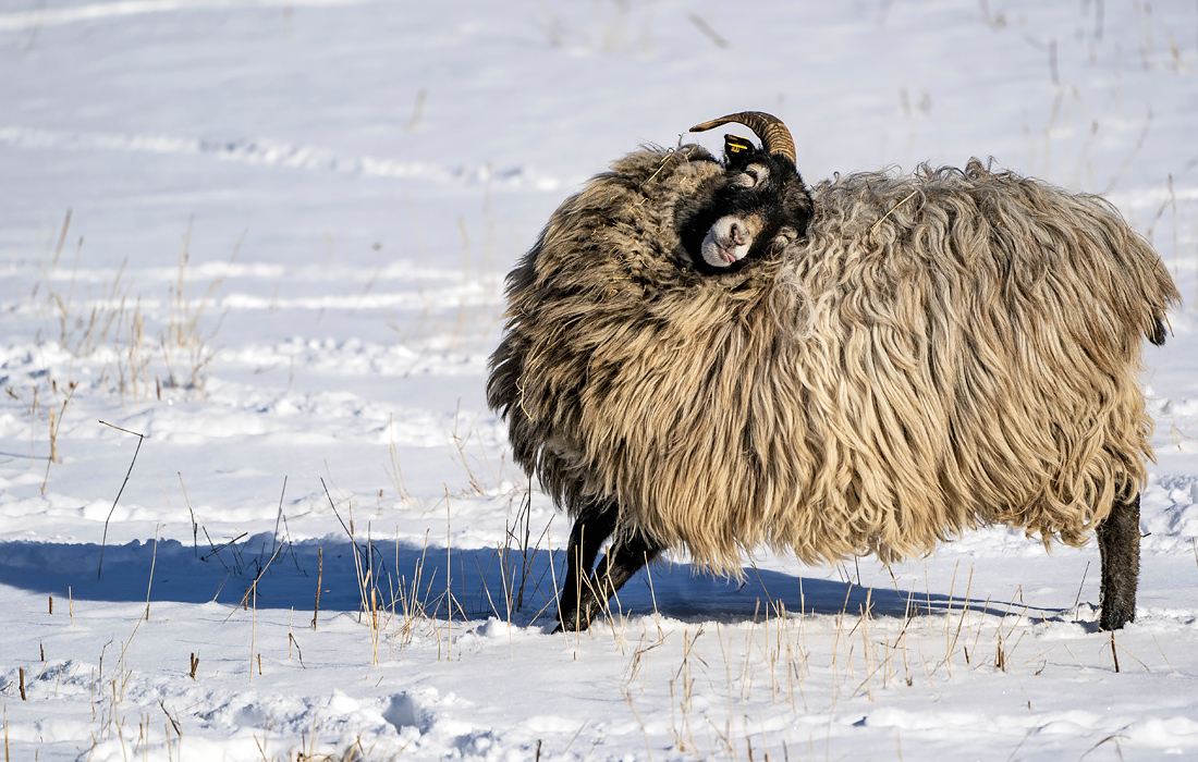 Овца на пастбище в Шлезвиг-Гольштейн, Германия