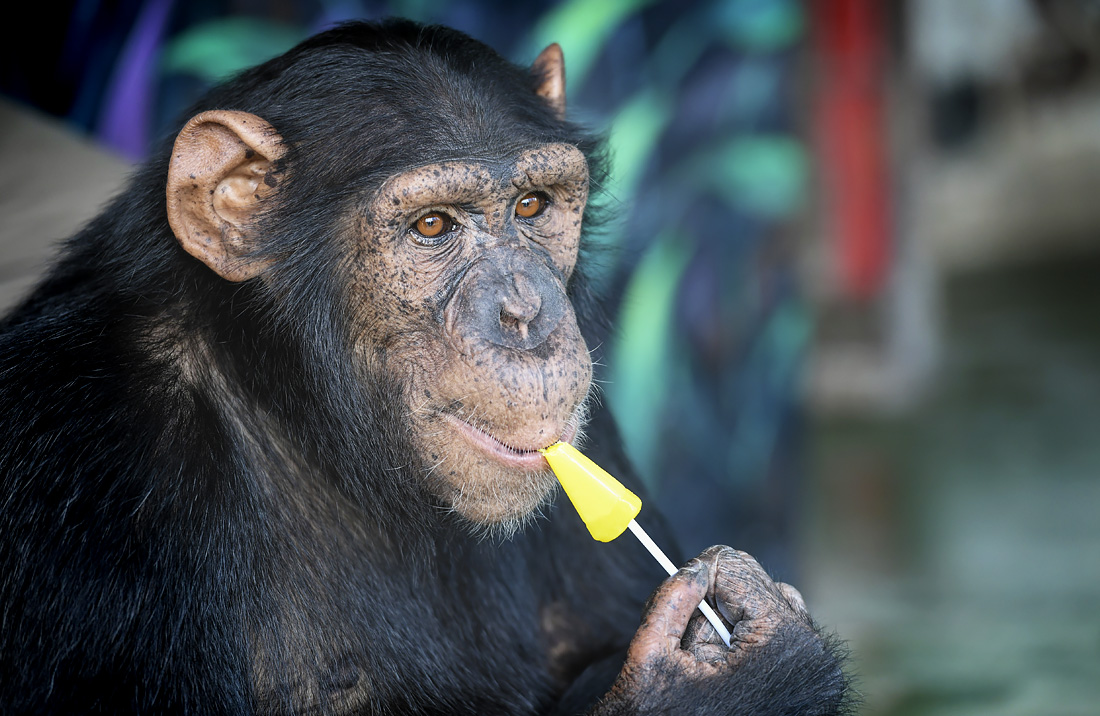 Шимпанзе ест конфеты в зоопарке Самутпракан, Тайланд