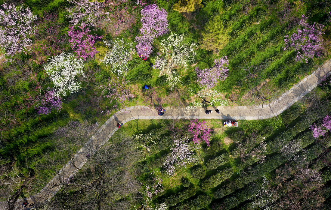 Туристы во время весеннего фестиваля цветения сливы на горе Мэйхуашань в китайском Нанкине