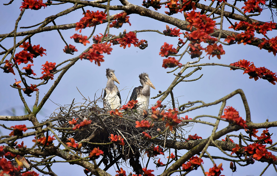 Птицы-адъютанты, находящие на грани исчезновения, в индийском Ассаме
