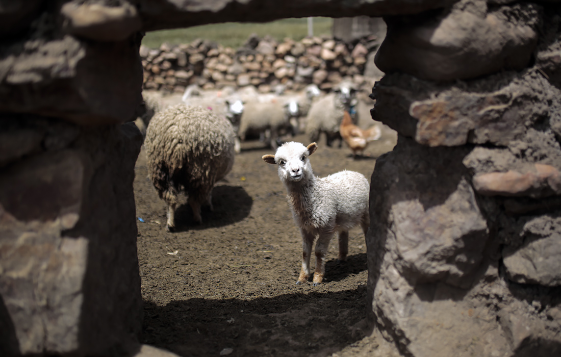 Пастбище овец в Ла-Пасе, Боливия