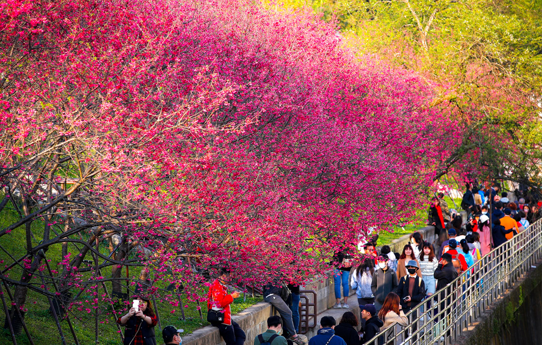 Цветение вишни в Тайбэе