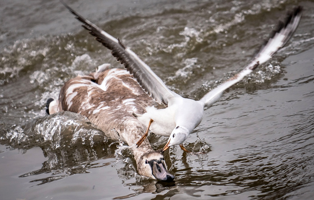 Чайка атакует молодого лебедя на берегу Майна в Оффенбахе, Германия