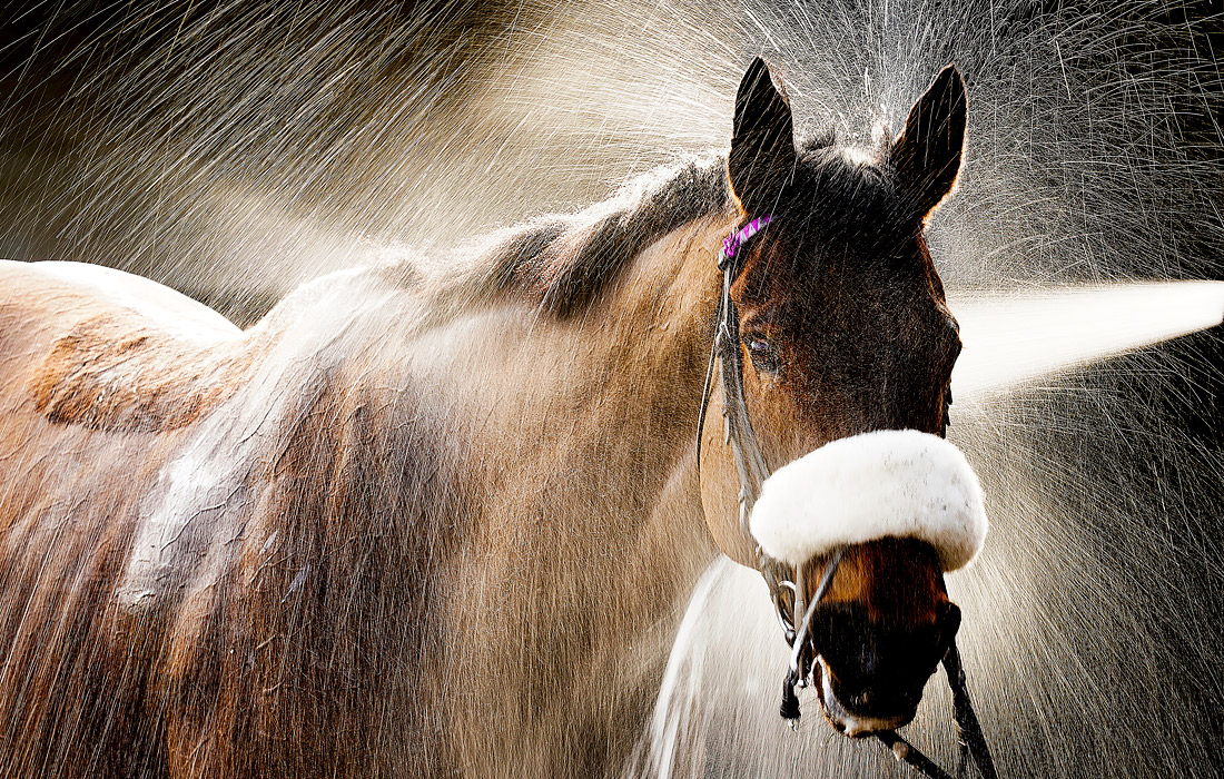 Лошадь моют после скачки на ипподроме в Уорике, Англия