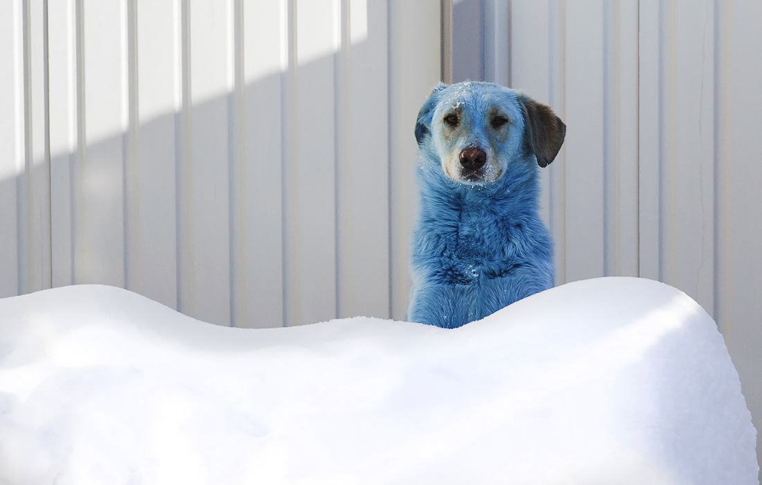 Испачкавшаяся в химикатах собака в ветеринарной клинике в Нижнем Новгороде