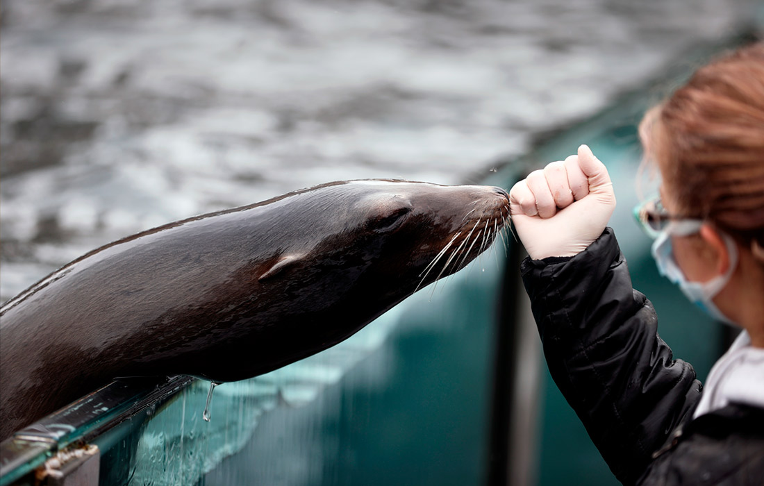 Дрессировщик с морским львом в зоопарке Нью-Йорка