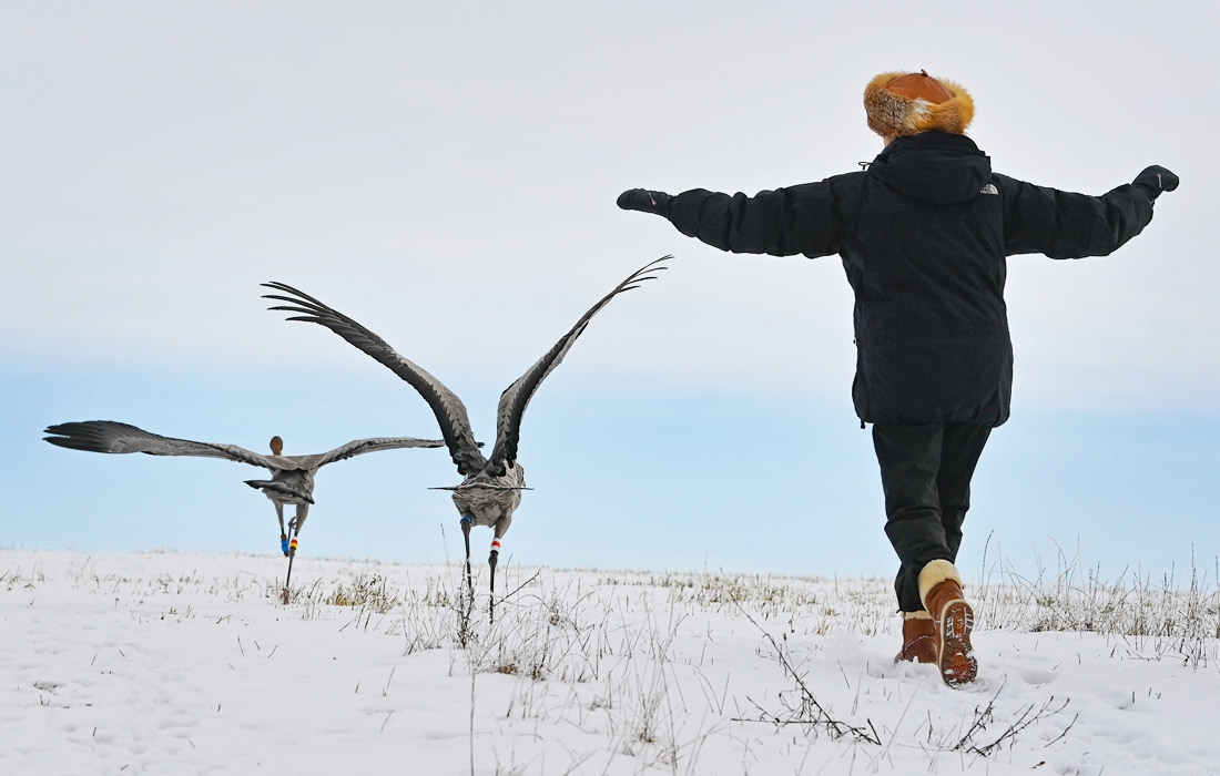 Зоозащитница Беата Блахи с журавлями в Бранденбурге