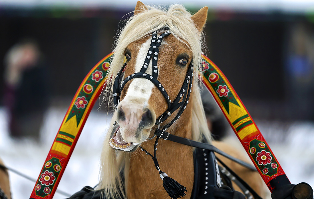 Соревнования русской тройки в деревне Крутово во Владимирской области