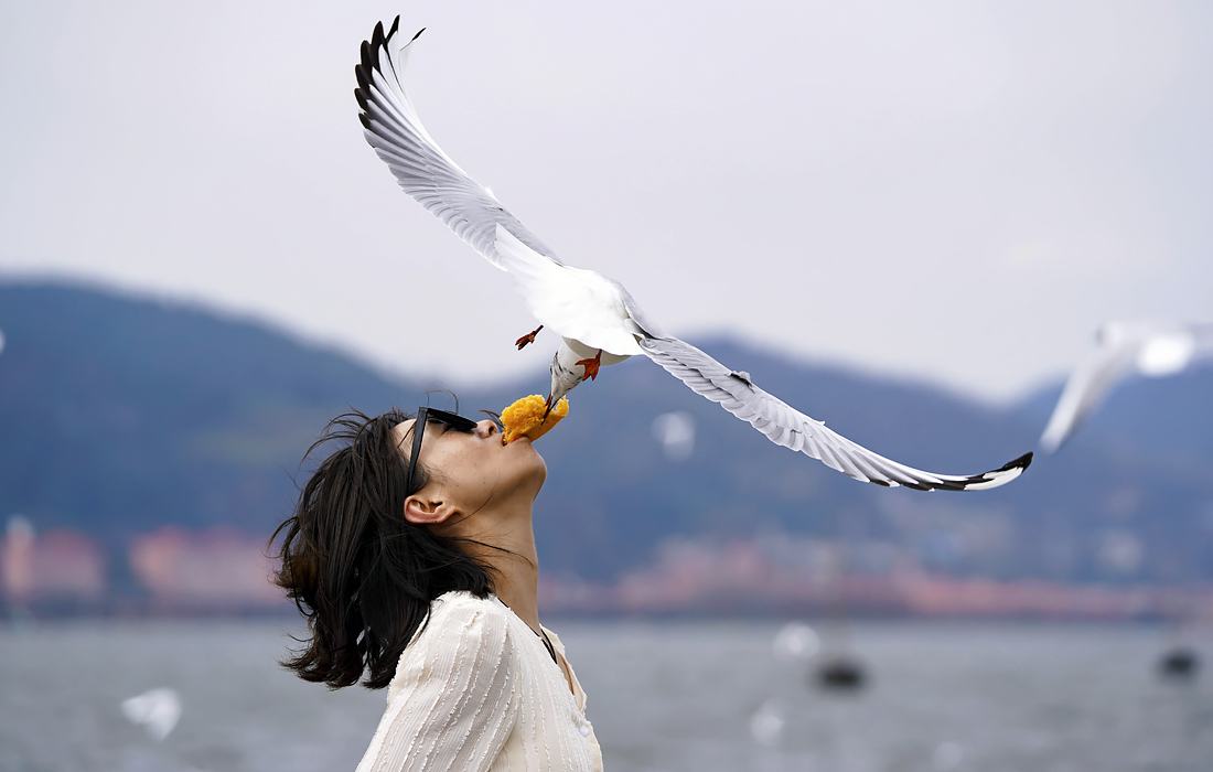 Туристы кормят чаек на пристани в китайском Куньмине