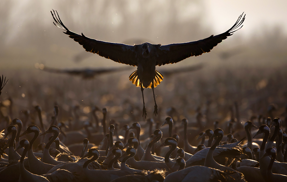 Миграция журавлей в Израиле
