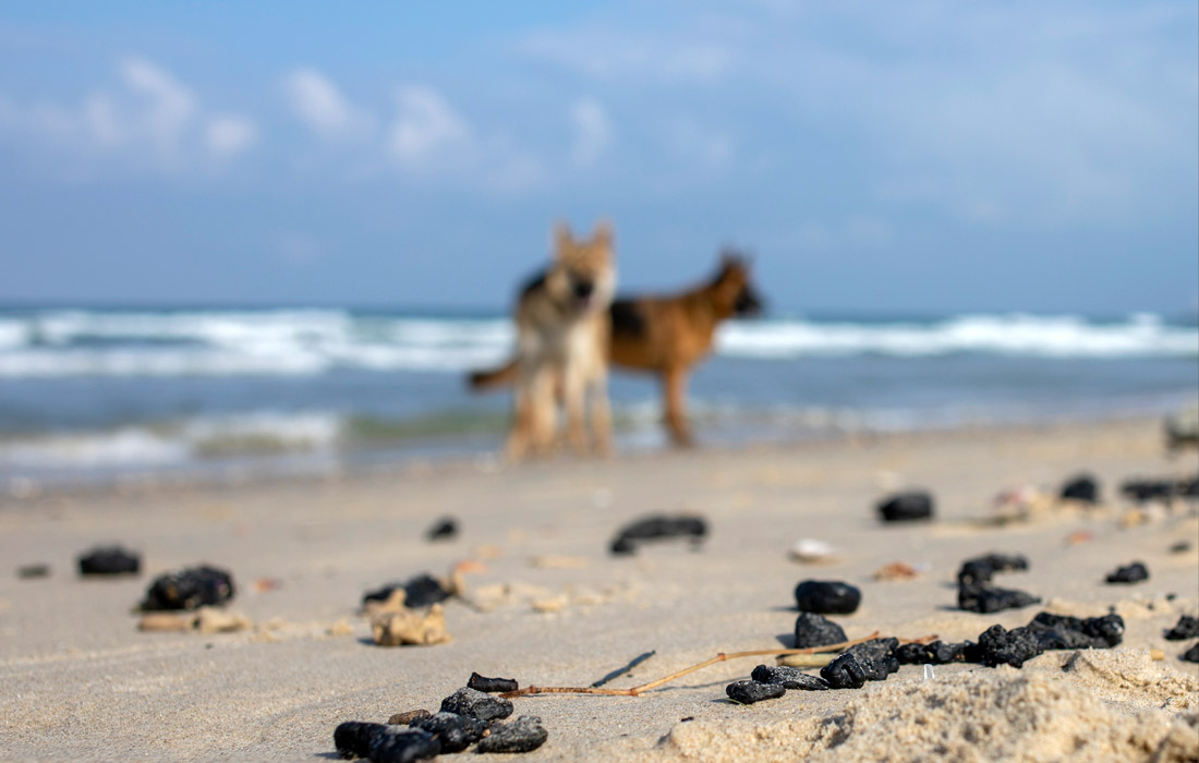Продолжается очистка средиземноморского побережья Израиля от мазута
