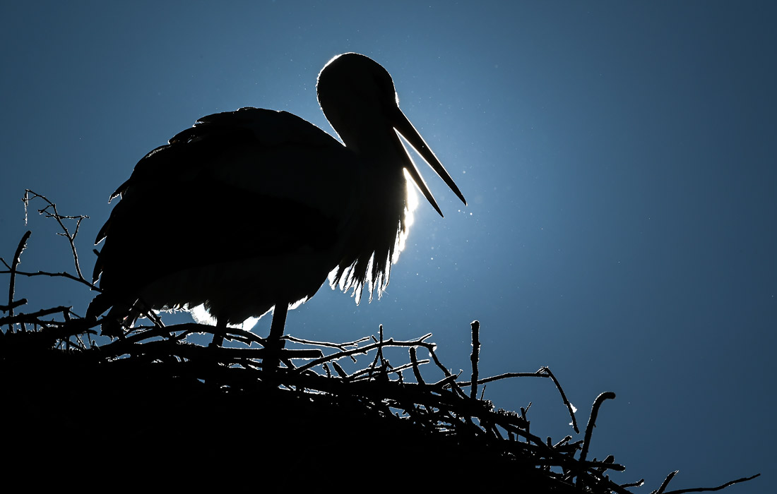 Аист в Баварии