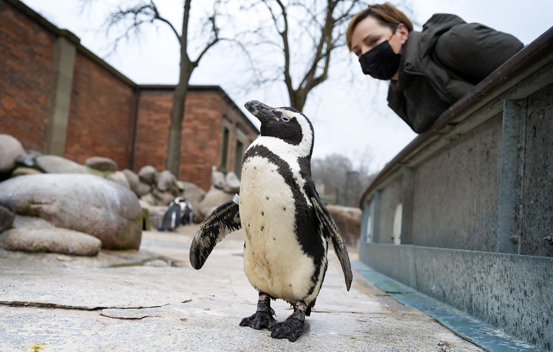 Немецкий зоолого-ботанический сад Вильгельма принимает первых посетителей после длительного карантина
