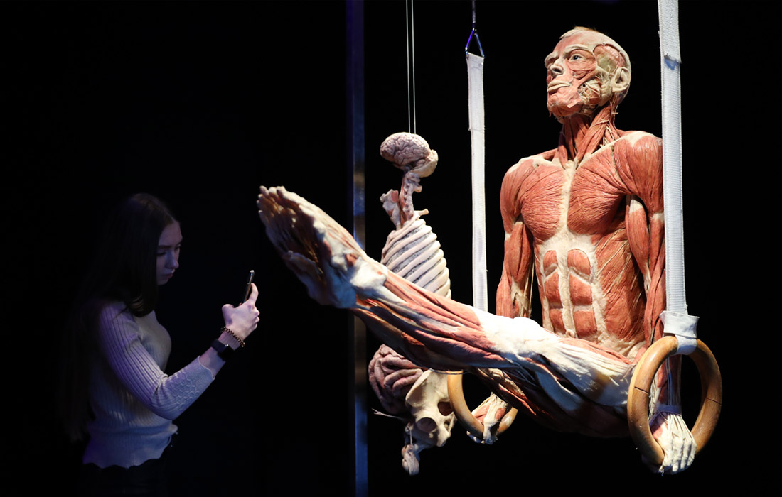 Анатомическая выставка Гюнтера фон Хагенса "Мир тела" проходит в Москве