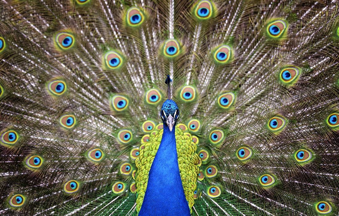 Павлин в ботаническом саду Вильгельма в Штутгарте